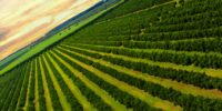 Aerial views over top of rows of orange trees in plantation in sunset.